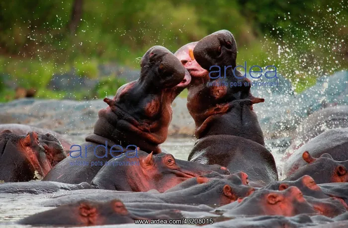 : Two hippopotamus (Hippopotamus amphibius) are fi : Two hippopotamus (Hippopotamus amphibius) are fi