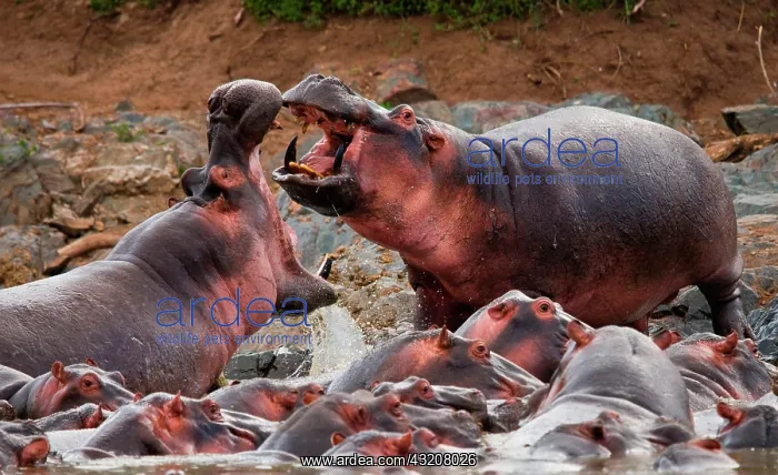: Two hippopotamus (Hippopotamus amphibius) are fi : Two hippopotamus (Hippopotamus amphibius) are fi