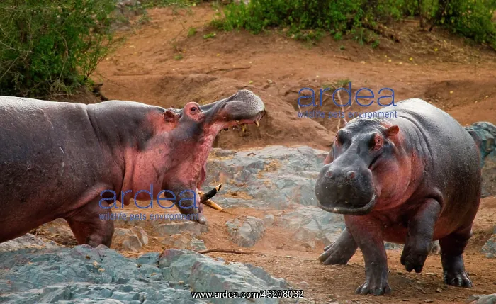 : Two hippopotamus (Hippopotamus amphibius) are fi : Two hippopotamus (Hippopotamus amphibius) are fi