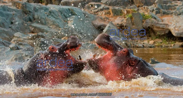 : Two hippopotamus (Hippopotamus amphibius) are fi : Two hippopotamus (Hippopotamus amphibius) are fi