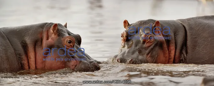 : Hippopotamus, Hippopotamus amphibius, Lake : Hippopotamus, Hippopotamus amphibius, Lake
