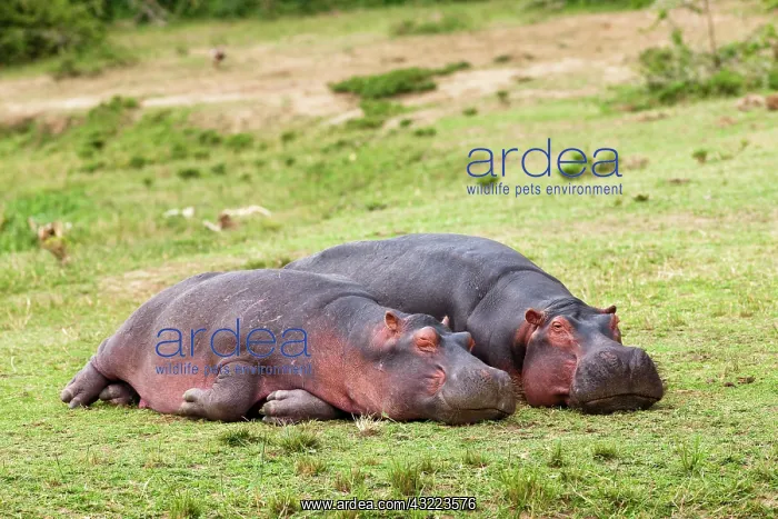 : Hippopotamus (Hippopotamus amphibius) laying : Hippopotamus (Hippopotamus amphibius) laying