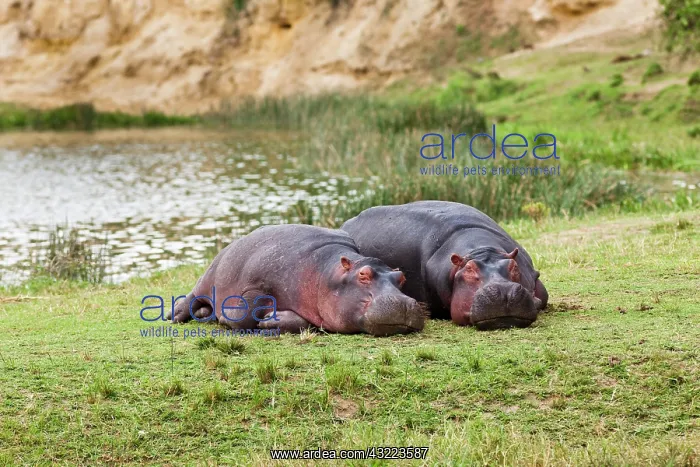 : Hippopotamus (Hippopotamus amphibius) laying : Hippopotamus (Hippopotamus amphibius) laying