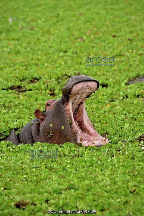 : Hippopotamus, Hippopotamus amphibius, Masai : Hippopotamus, Hippopotamus amphibius, Masai