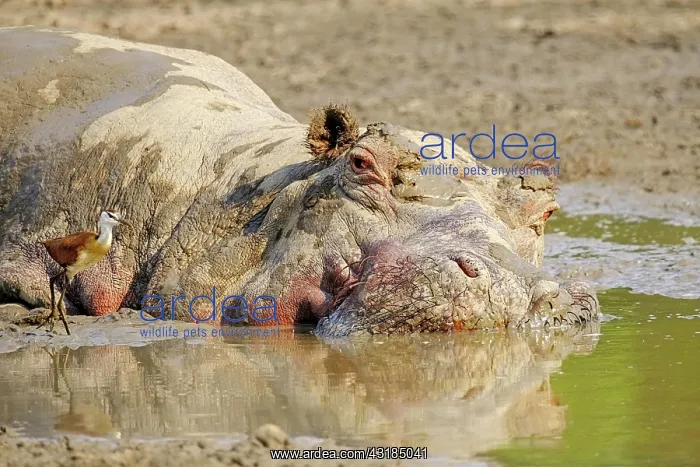 : Hippopotamus (Hippopotamus amphibius), mud bath : Hippopotamus (Hippopotamus amphibius), mud bath