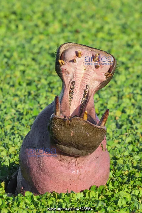 : Hippopotamus (Hippopotamus amphibius) with open : Hippopotamus (Hippopotamus amphibius) with open