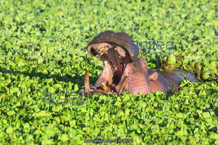 : Hippopotamus (Hippopotamus amphibius) with open : Hippopotamus (Hippopotamus amphibius) with open