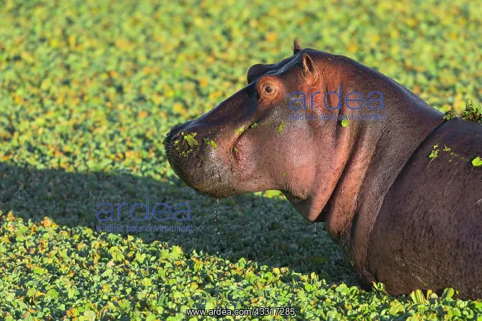 : Hippopotamus (Hippopotamus amphibius) in a pond : Hippopotamus (Hippopotamus amphibius) in a pond