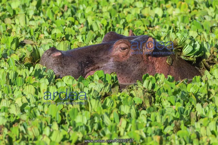 : Hippopotamus (Hippopotamus amphibius) in a pond : Hippopotamus (Hippopotamus amphibius) in a pond