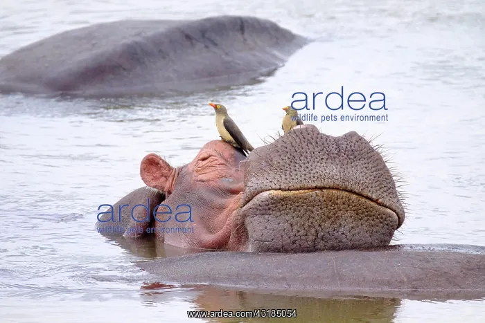 : Hippopotamus (Hippopotamus amphibius) relaxing on : Hippopotamus (Hippopotamus amphibius) relaxing on