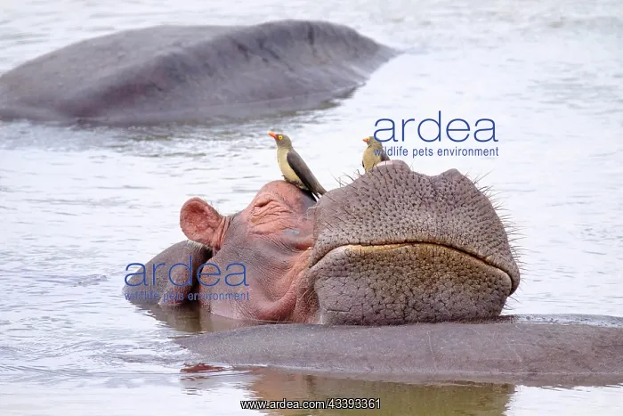 : Hippopotamus (Hippopotamus amphibius) relaxing o : Hippopotamus (Hippopotamus amphibius) relaxing o