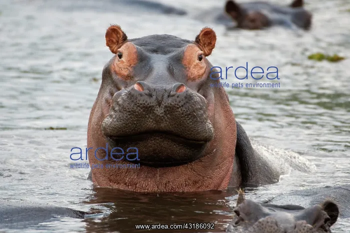 : Hippopotamus (Hippopotamus amphibius) in water : Hippopotamus (Hippopotamus amphibius) in water