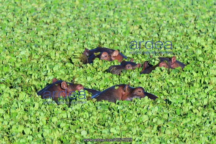  : Hippopotamus (Hippopotamus amphibus), group in pond