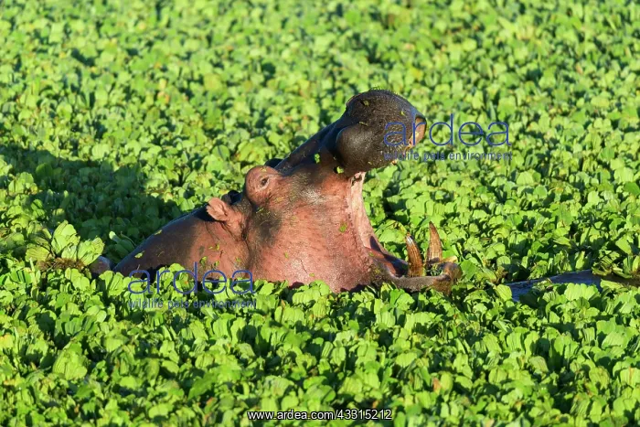 : Hippopotamus (Hippopotamus amphibus), in pond covered : Hippopotamus (Hippopotamus amphibus), in pond covered