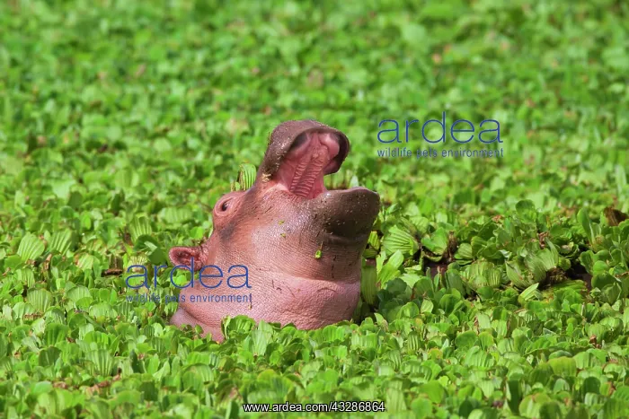 : Hippopotamus (Hippopotamus amphibus), young with : Hippopotamus (Hippopotamus amphibus), young with