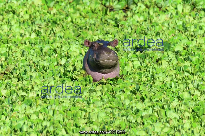 : Hippopotamus (Hippopotamus amphibus), young in pond : Hippopotamus (Hippopotamus amphibus), young in pond