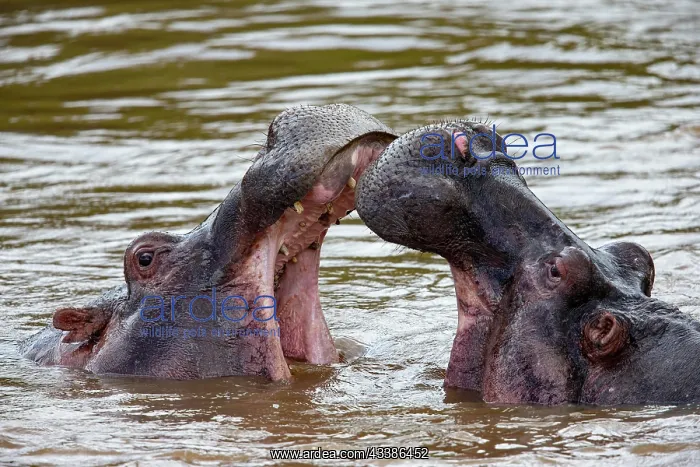 : Hippopotamus (Hippopotamus amphiibius) Masai Mara : Hippopotamus (Hippopotamus amphiibius) Masai Mara