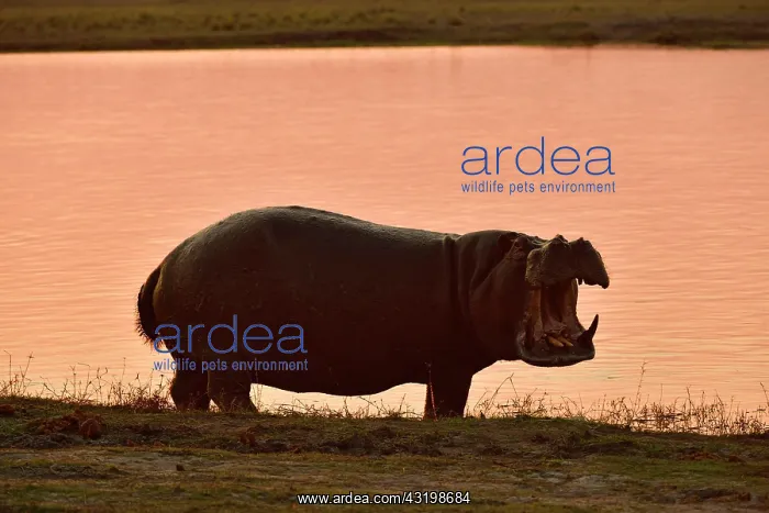 : Hippopotamus, Hippopotamus (Hippopotamus amphibius) : Hippopotamus, Hippopotamus (Hippopotamus amphibius)