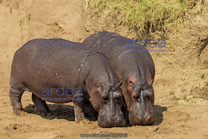 : Hippopotamus Hippos feeding on river bank : Hippopotamus Hippos feeding on river bank