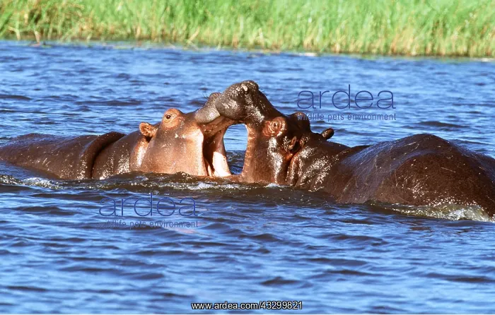 : HIPPOPOTAMUS - Jousting, facing each other : HIPPOPOTAMUS - Jousting, facing each other