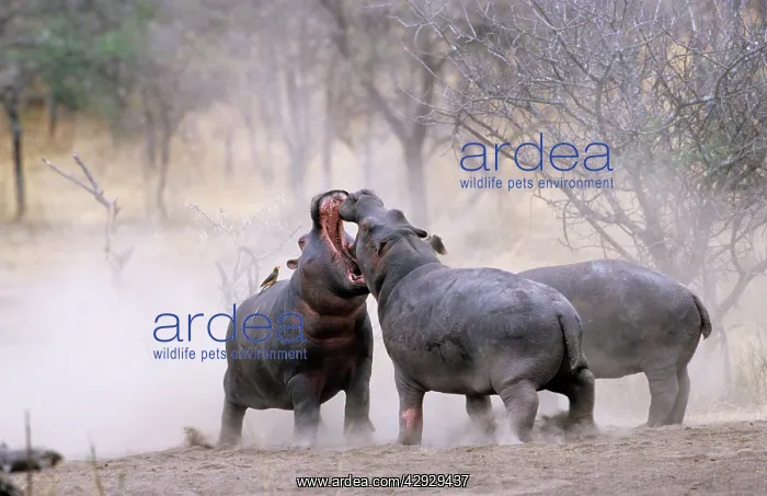 : Hippopotamus - Juvenile males play fighting