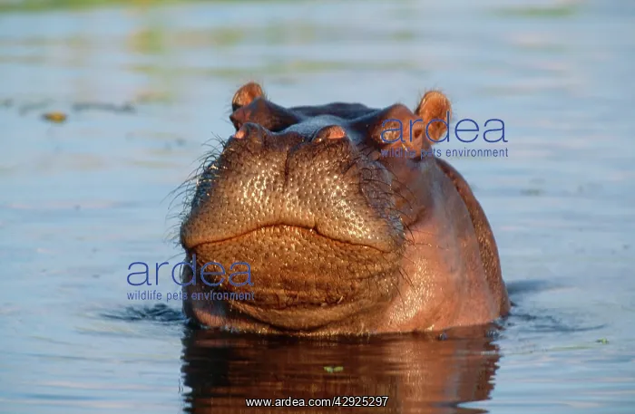 : HIPPOPOTAMUS - Juvenile, in the water : HIPPOPOTAMUS - Juvenile, in the water
