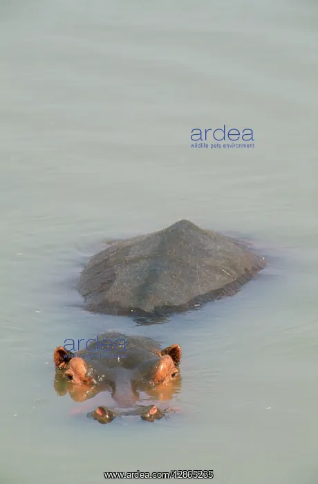 : HIPPOPOTAMUS - Lazing in the Luangwa River : HIPPOPOTAMUS - Lazing in the Luangwa River