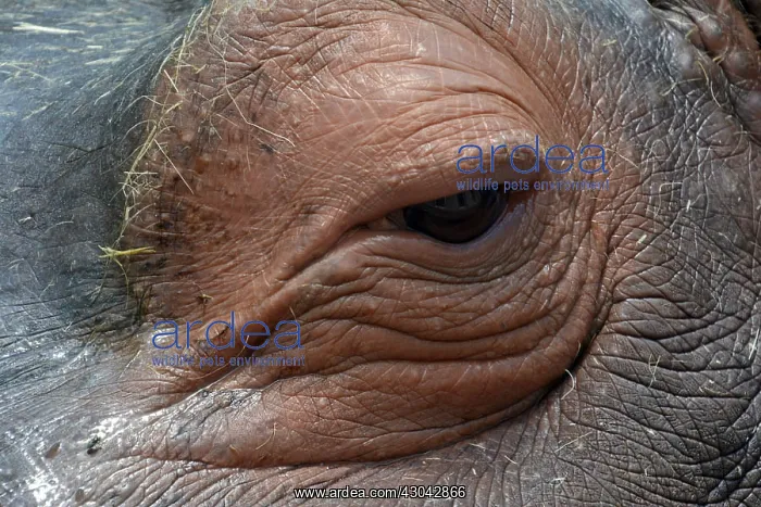 : Hippopotamus left eye : Hippopotamus left eye