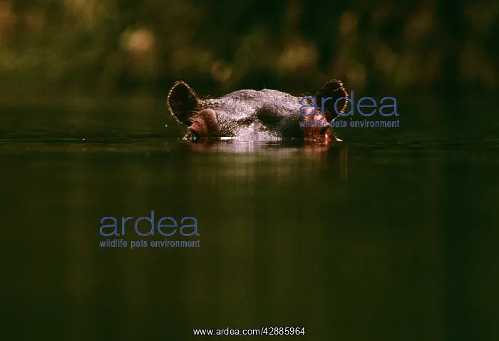  : Hippopotamus - low in water of river