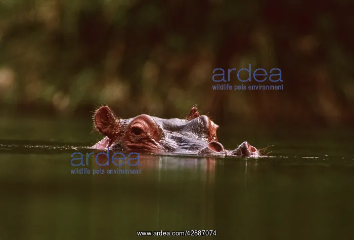  : Hippopotamus - low in water of river