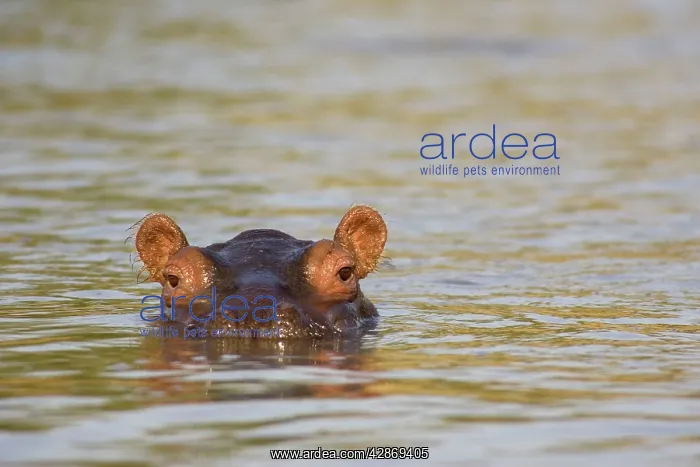 : Hippopotamus - In the Lufupa River : Hippopotamus - In the Lufupa River