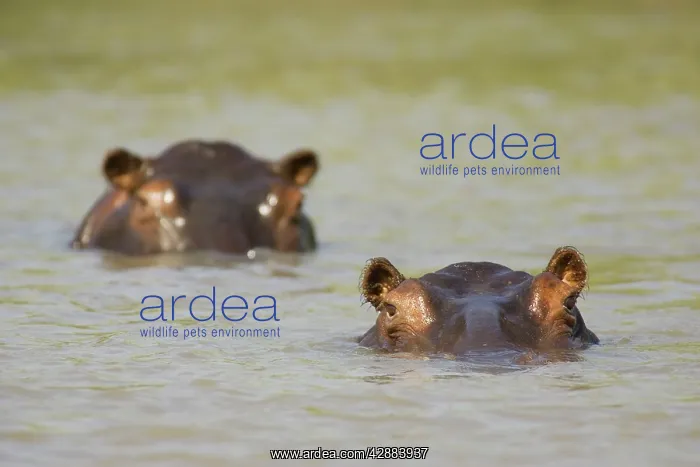 : Hippopotamus - In the Lufupa River : Hippopotamus - In the Lufupa River
