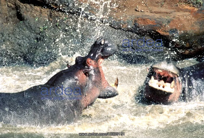  : Hippopotamus - males fighting