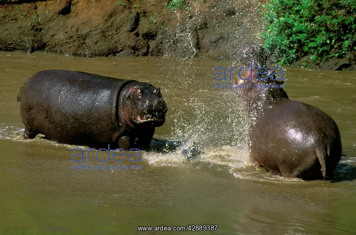  : Hippopotamus - males fighting in water