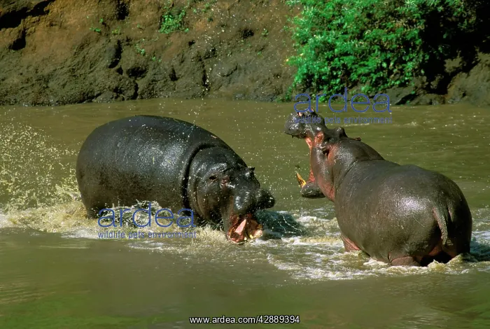 : Hippopotamus - males fighting in water