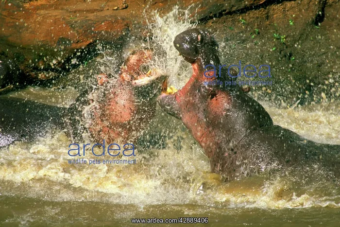  : Hippopotamus - males fighting in water