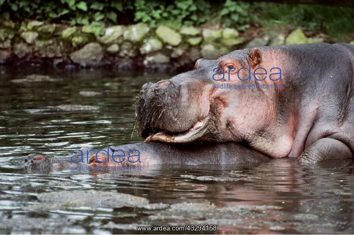 : HIPPOPOTAMUS - Mating : HIPPOPOTAMUS - Mating