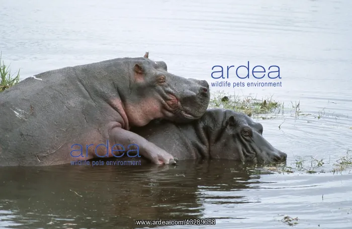 : HIPPOPOTAMUS - mating in water : HIPPOPOTAMUS - mating in water