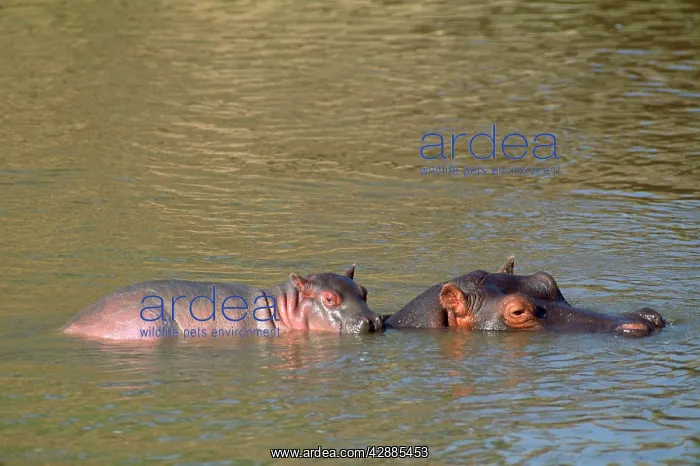  : HIPPOPOTAMUS - Mother with baby on back