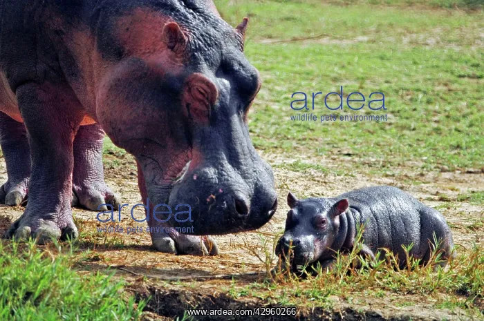 : Hippopotamus - Mother with baby : Hippopotamus - Mother with baby