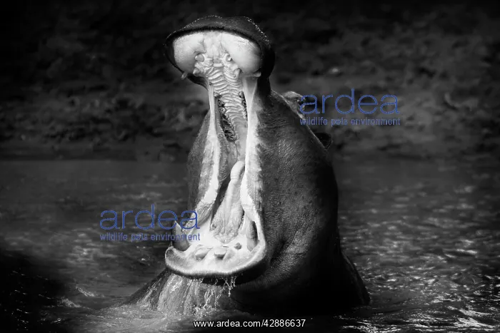 : Hippopotamus - mouth open : Hippopotamus - mouth open