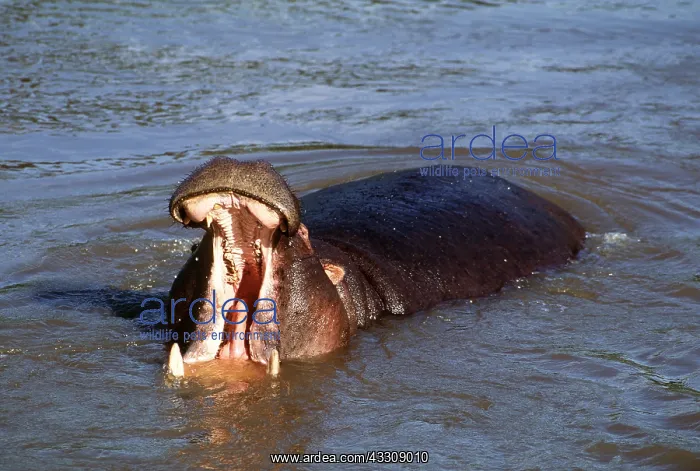  : HIPPOPOTAMUS - mouth open