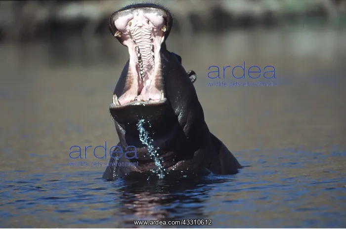 : HIPPOPOTAMUS - with mouth open : HIPPOPOTAMUS - with mouth open