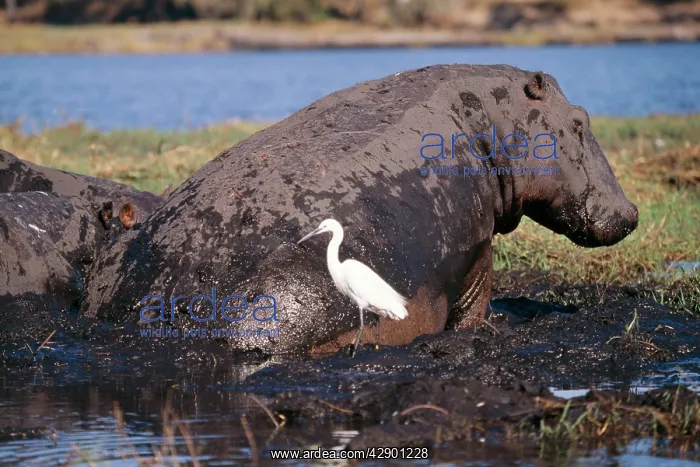 : Hippopotamus - in mud with Egret : Hippopotamus - in mud with Egret