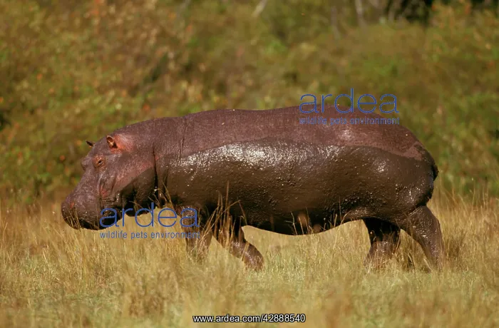  : Hippopotamus - with mud marks