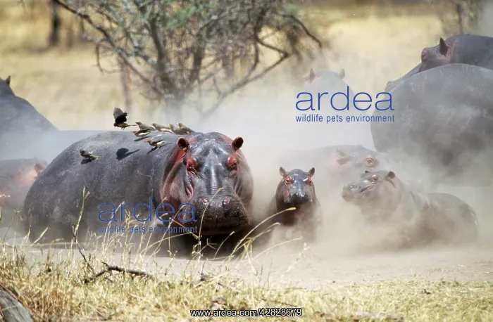 : Hippopotamus - with oxpeckers on back : Hippopotamus - with oxpeckers on back