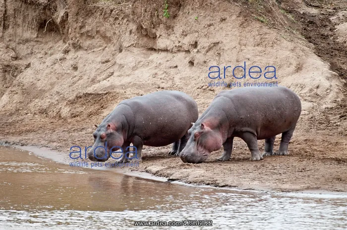 : Hippopotamus - pair standing on river bank : Hippopotamus - pair standing on river bank