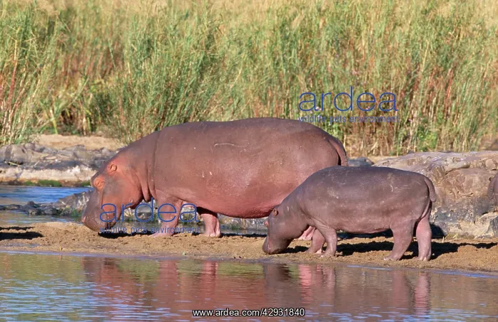 : HIPPOPOTAMUS - pair sunning themselves by the water : HIPPOPOTAMUS - pair sunning themselves by the water