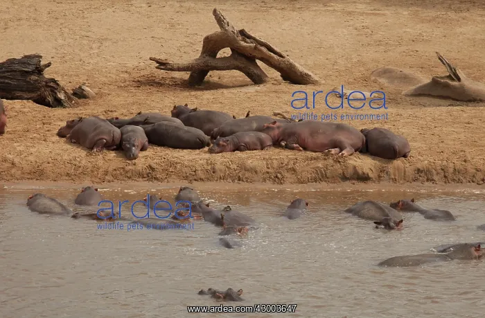 : Hippopotamus pod of Hippos sleeping on sandbank and in water : Hippopotamus pod of Hippos sleeping on sandbank and in water