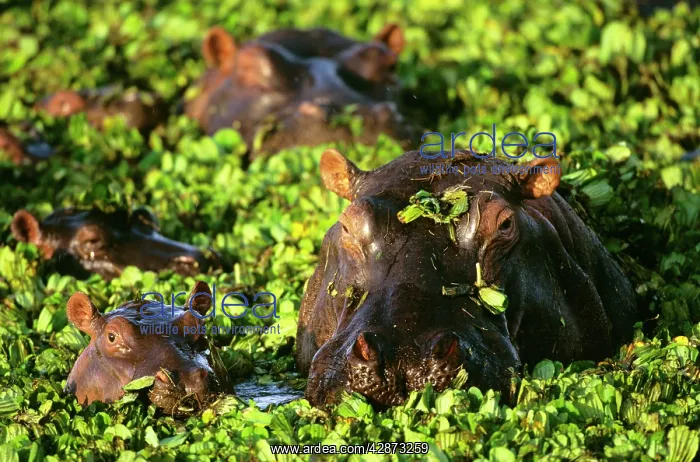  : Hippopotamus - in pond covered with Salvinia molesta